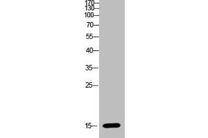 Western blot analysis of HELA Cell Lysate using antibody (H2AFZ 抗体  (AA 1-30))