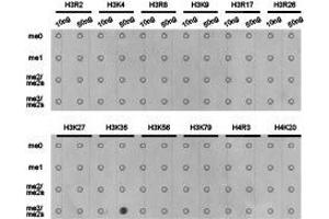 Western Blotting (WB) image for anti-Histone 3 (H3) (H3K36me3) antibody (ABIN1873005) (Histone 3 抗体  (H3K36me3))