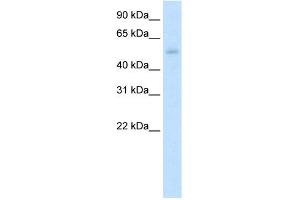 WB Suggested Anti-KLF10 Antibody Titration:  5. (KLF10/TIEG1 抗体  (N-Term))