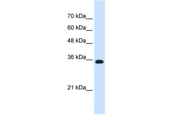 ATP1B1 抗体  (Middle Region)