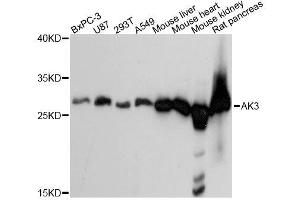 Western blot analysis of extracts of various cell lines, using AK3 antibody. (Adenylate Kinase 3 抗体  (AA 1-227))