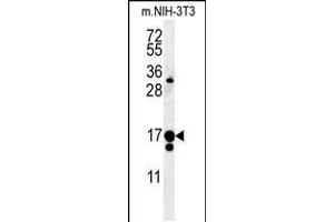 Western blot analysis in mouse NIH-3T3 cell line lysates (35ug/lane). (IFT43 抗体  (AA 145-171))