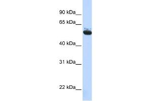 WB Suggested Anti-ARCN1 Antibody Titration: 0. (ARCN1 抗体  (Middle Region))