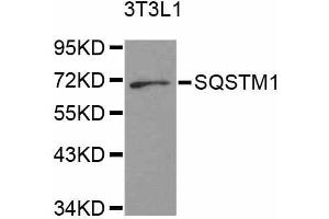 Western blot analysis of extracts of 3T3-L1 cells, using SQSTM1 antibody (ABIN5998956) at 1/1000 dilution. (SQSTM1 抗体)