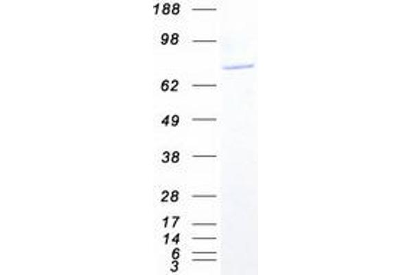 Sec23 Homolog B Protein (SEC23B) (Transcript Variant 2) (Myc-DYKDDDDK Tag)