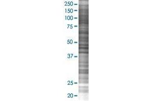 LYZL2 transfected lysate. (LYZL2 293T Cell Transient Overexpression Lysate(Denatured))