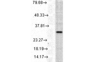 Western blot analysis of Human Cell line lysates showing detection of HO-1 protein using Rabbit Anti-HO-1 Polyclonal Antibody . (HMOX1 抗体  (APC))