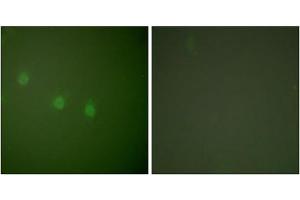 Immunofluorescence analysis of COS7 cells, using OCT2 antibody (ABIN5976472). (Oct-2 抗体  (N-Term))