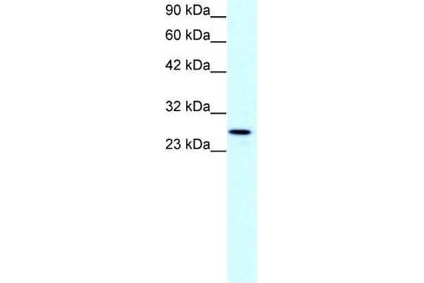 Claudin 13 (CLDN13) (C-Term) 抗体