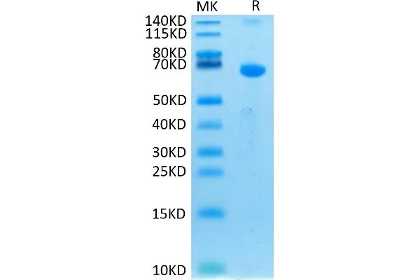 CRLF2 Protein (Fc Tag)