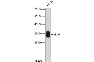 Western blot analysis of extracts of HT-29 cells using KLK6 Polyclonal Antibody at dilution of 1:1000. (Kallikrein 6 抗体)