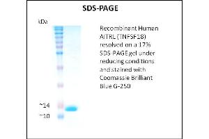 SDS-PAGE (SDS) image for Tumor Necrosis Factor (Ligand) Superfamily, Member 18 (TNFSF18) (Active) protein (ABIN5509483) (TNFSF18 蛋白)
