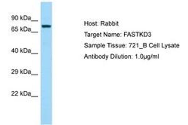 FASTKD3 抗体  (AA 74-123)