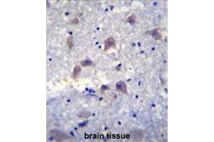 VSIG8 Antibody (C-term) immunohistochemistry analysis in formalin fixed and paraffin embedded human brain tissue followed by peroxidase conjugation of the secondary antibody and DAB staining. (VSIG8 抗体  (C-Term))