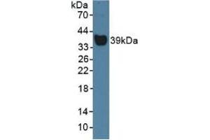 Western blot analysis of Rat Serum. (Haptoglobin 抗体  (AA 70-332))