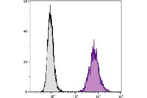 DBA/2 mouse mastocytoma cell line P815 and mB7. (CD86 抗体  (PE-Cy7))