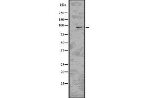 Western blot analysis of CD22 using COS7 whole  lysates. (CD22 抗体)