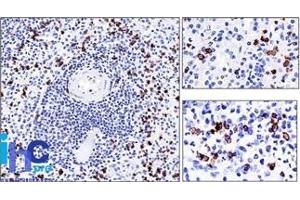 Formalin-fixed, paraffin-embedded human Spleen stained with CD57 Monoclonal Antibody (NK-1). (CD57 抗体)