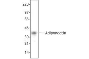 Image no. 1 for anti-Adiponectin (ADIPOQ) antibody (ABIN230592) (ADIPOQ 抗体)