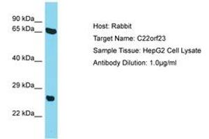 Image no. 1 for anti-Chromosome 22 Open Reading Frame 23 (C22ORF23) (AA 87-136) antibody (ABIN6750702) (C22orf23 抗体  (AA 87-136))