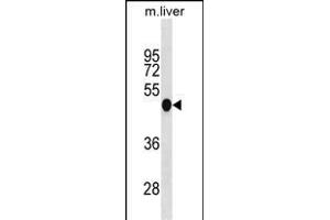 MOUSE Irf3 Antibody (N-term) (ABIN1881465 and ABIN2838961) western blot analysis in mouse liver tissue lysates (35 μg/lane). (IRF3 抗体  (N-Term))