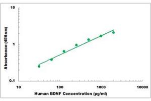 Representative Standard Curve (BDNF ELISA 试剂盒)