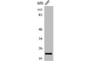 Western Blot analysis of COS7 cells using TNF-β Polyclonal Antibody (LTA 抗体  (Internal Region))