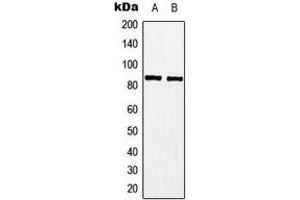 Western blot analysis of A-MYB expression in Jurkat (A), Raw264. (MYBL1 抗体  (Center))