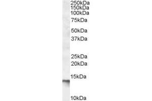 Western Blotting (WB) image for anti-C1D Nuclear Receptor Corepressor (C1D) (C-Term) antibody (ABIN2466619) (C1D 抗体  (C-Term))