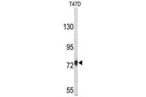 Western blot analysis of APP-pY756 in T47D cell line lysates (35µg/lane). (APP 抗体)
