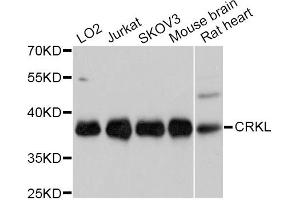 Western blot analysis of extracts of various cell lines, using CRKL Antibody. (CrkL 抗体)