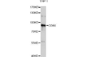 Western blot analysis of extracts of THP-1 cells, using CD86 Antibody (ABIN5970542) at 1/1000 dilution. (CD86 抗体)