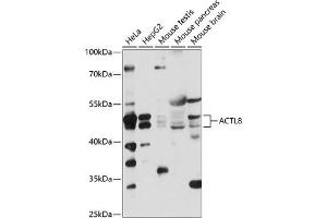 Western blot analysis of extracts of various cell lines, using  antibody (ABIN7265388) at 1:1000 dilution. (Actin-Like 8 抗体  (AA 1-366))