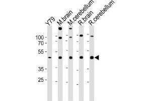 Western Blotting (WB) image for anti-Retina and Anterior Neural Fold Homeobox (RAX) antibody (ABIN2997876) (RAX 抗体)