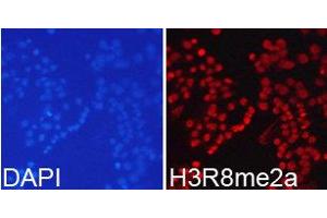 Immunofluorescence (IF) image for anti-Histone 3 (H3) (H3R8me2a) antibody (ABIN1873016) (Histone 3 抗体  (H3R8me2a))