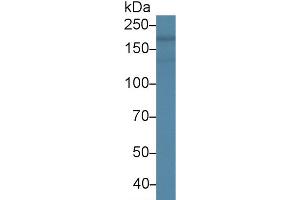 Western Blot; Sample: Rat Heart lysate; Primary Ab: 2µg/ml Mouse Anti-Human NES Antibody Second Ab: 0. (Nestin 抗体  (AA 178-399))