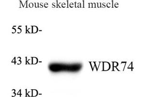 Western blot analysis of WDR74 (ABIN7076220) at dilution of 1: 1000 (WDR74 抗体)