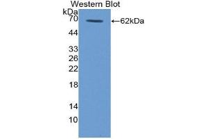 Western Blotting (WB) image for anti-Thrombopoietin (THPO) (AA 25-298) antibody (ABIN1980521) (Thrombopoietin 抗体  (AA 25-298))