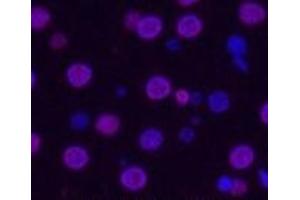 Immunofluorescence analysis of Rat liver tissue using Histone H3 Monoclonal Antibody at dilution of 1:200. (Histone 3 抗体)