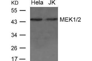 Western blot analysis of extract from Hela and JK cells using MEK1/2 Antibody (MEK1 抗体  (AA 235-239))