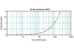 Image no. 1 for anti-Vascular Endothelial Growth Factor A (VEGFA) antibody (Biotin) (ABIN465472) (VEGFA 抗体  (Biotin))