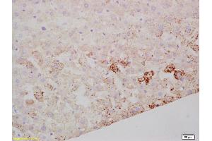 Formalin-fixed and paraffin embedded mouse liver labeled with Rabbit Anti SARM1 Polyclonal Antibody, Unconjugated (ABIN1387556) at 1:200 followed by conjugation to the secondary antibody and DAB staining (SARM1 抗体  (AA 340-380))