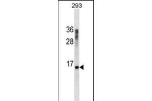 CST3 Antibody ABIN1539956 western blot analysis in 293 cell line lysates (35 μg/lane). (CST3 抗体  (AA 95-122))