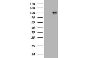 Image no. 3 for anti-Mast/stem Cell Growth Factor Receptor (KIT) (AA 546-976) antibody (ABIN1491586) (KIT 抗体  (AA 546-976))