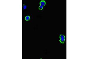 Immunofluorescent analysis of MCF-7 cells using ABIN7145145 at dilution of 1:100 and Alexa Fluor 488-congugated AffiniPure Goat Anti-Rabbit IgG(H+L) (CD79b 抗体  (AA 29-159))