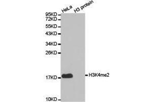 Western Blotting (WB) image for anti-Histone 3 (H3) (H3K4me2) antibody (ABIN1872995) (Histone 3 抗体  (H3K4me2))