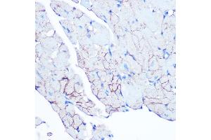 Immunohistochemistry of paraffin-embedded mouse heart using Flotillin 1 Rabbit mAb (ABIN3017206, ABIN3017207, ABIN1680028 and ABIN1680029) at dilution of 1:100 (40x lens). (Flotillin 1 抗体)