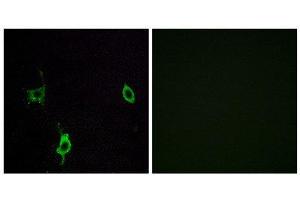 Immunofluorescence (IF) image for anti-Laminin, gamma 3 (LAMC3) (C-Term) antibody (ABIN1850460) (LAMC3 抗体  (C-Term))