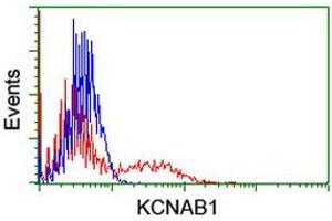 Flow Cytometry (FACS) image for anti-Potassium Voltage-Gated Channel, Shaker-Related Subfamily, beta Member 1 (KCNAB1) antibody (ABIN1498998) (KCNAB1 抗体)