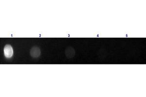 Dot Blot of Fab Anti-RAT IgG (H&L) (GOAT) Antibody Fluorescein Conjugated Dot Blot of Fab Anti-RAT IgG (H&L) (GOAT) Antibody Fluorescein Conjugated. (山羊 anti-大鼠 IgG (Heavy & Light Chain) Antibody (FITC) - Preadsorbed)